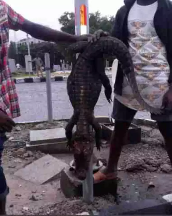 See The HUGE Crocodile That Was Found, After Heavy Downpour In Lekki (Photos)